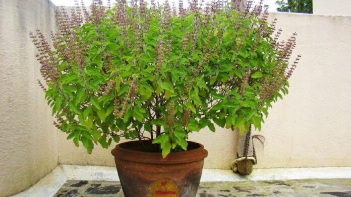 Tulsi